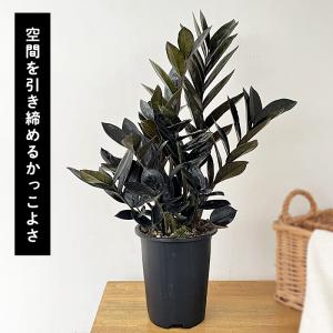 予約販売 観葉植物 ザミオクルカス レイヴン ...の詳細画像3