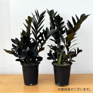 予約販売 観葉植物 ザミオクルカス レイヴン ...の詳細画像4