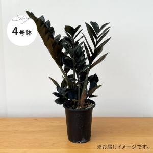 予約販売 観葉植物 ザミオクルカス レイヴン ...の詳細画像5