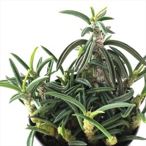 多肉植物）一点物 ユーフォルビア ガトベルゲンシス 3．5号