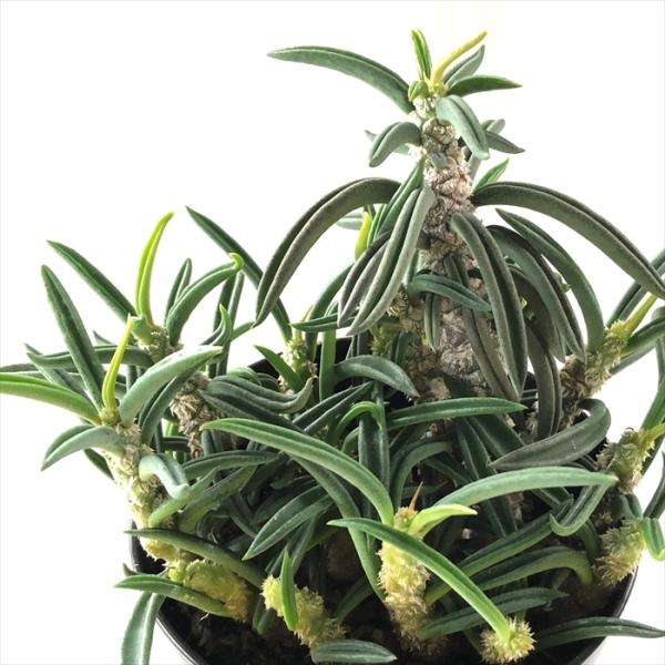 多肉植物 sdユーフォルビア キリンドリフォリア トゥビフェラ 7.5cmポット 多肉植物 コーデッ...