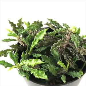 多肉植物 oriミックスベリア No.010 青鬼 おらいさん苗 送料無料
