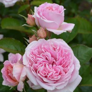 切り花品種バラ苗　大苗　VICTORIAN WEDDIN♡Rose 切り花品種バラ苗 大苗 VICTORIAN WEDDIN♡Rose