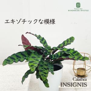 観葉植物 レア品種 ドラセナ レッド コンパクタ KONTON陶器鉢入