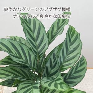 観葉植物 カラテア フレディ 4号鉢 小型 小...の詳細画像1
