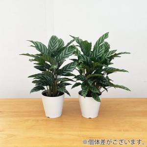 観葉植物 カラテア フレディ 4号鉢 小型 小...の詳細画像2