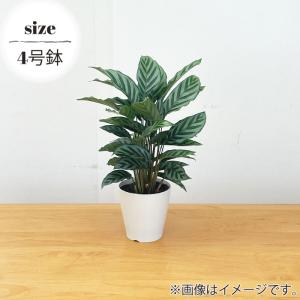 観葉植物 カラテア フレディ 4号鉢 小型 小...の詳細画像3