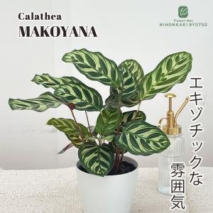 観葉植物：フィカス ベンジャミン レジナルド*プラポット : 遊恵盆栽