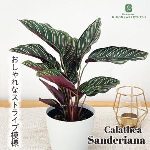 アロカシア4種類セット＋カラテア　オルビフォリア　鉢皿付き Amazon｜観葉植物 カラテア オルビフォリア 4号鉢 観葉植物 小型