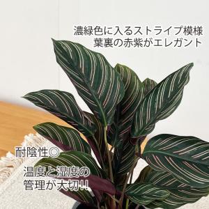 観葉植物 カラテア サンデリアーナ 4号鉢 小...の詳細画像1