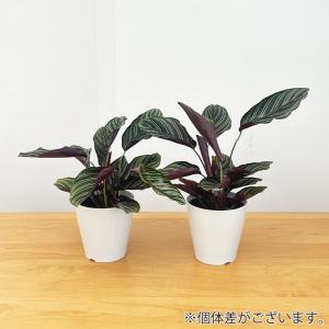 観葉植物 カラテア サンデリアーナ 4号鉢 小...の詳細画像2