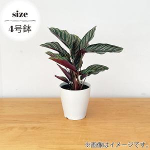 観葉植物 カラテア サンデリアーナ 4号鉢 小...の詳細画像3
