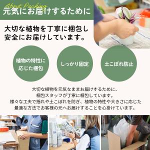 観葉植物 カラテア サンデリアーナ 4号鉢 小...の詳細画像5