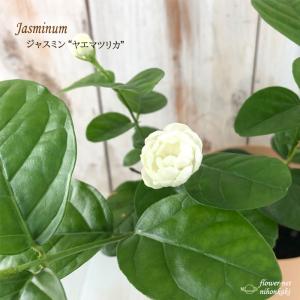 アラビアンジャスミン ヤエマツリカ 4号鉢 ジャスミン マツリカ 茉莉花 苗 ハーブ Herb