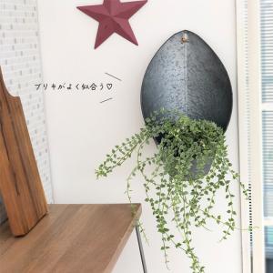観葉植物 ディスキディア ルスキフォリア 斑入...の詳細画像1