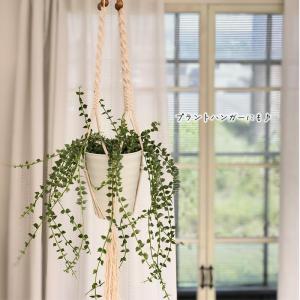 観葉植物 ディスキディア ルスキフォリア 斑入...の詳細画像2