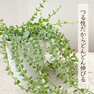 観葉植物 ディスキディア ルスキフォリア 斑入...の詳細画像3