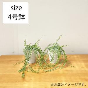 観葉植物 ディスキディア ルスキフォリア 斑入...の詳細画像4