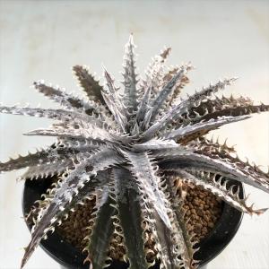 ディッキア ブロメリアの商品一覧 通販 Yahoo ショッピング