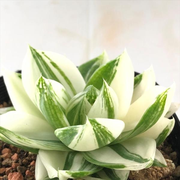 多肉植物 caハオルチア シンビフォルミス  9cmポット 花時計 多肉植物 ハオルチア 0903-...