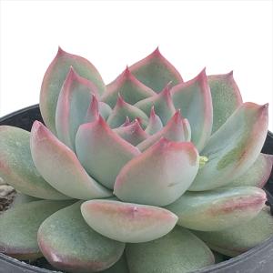 多肉植物 yukエケベリア ザラゴーサspノバ 優木園さんの苗 送料無料