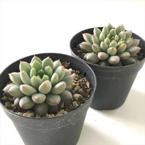 多肉植物 skエケベリア ショコラ 多肉植物 ...の詳細画像1