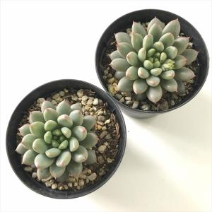 多肉植物 skエケベリア ショコラ 多肉植物 ...の詳細画像2