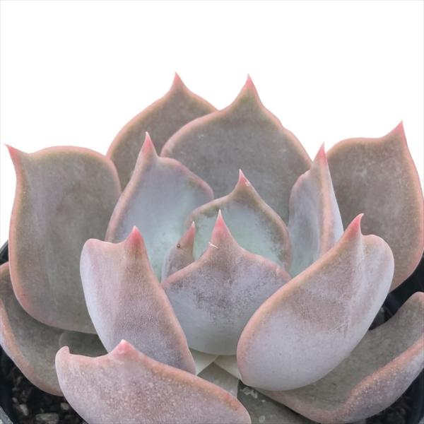 多肉植物 skエケベリア リリアン 多肉植物 エケベリア 7.5cmポット