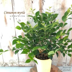 常緑 低木 ハーブ苗 の商品一覧 苗 花 ガーデニング 通販 Yahoo ショッピング