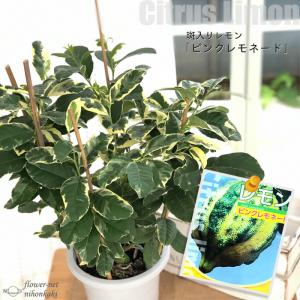 ピンクレモン苗木 果樹の苗 苗木 の商品一覧 苗木 植木 花 ガーデニング 通販 Yahoo ショッピング