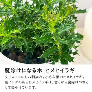 観葉植物 cot ヒメヒイラギ 3.5号鉢 柊...の詳細画像1