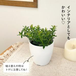 観葉植物 cot ヒメヒイラギ 3.5号鉢 柊...の詳細画像2