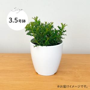 観葉植物 cot ヒメヒイラギ 3.5号鉢 柊...の詳細画像4