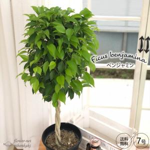 観葉植物 ベンジャミン 7号鉢  ベンジャミナ フィカス送料無料 観葉植物 室内 贈り物 プレゼント インテリア おしゃれ｜flower-net
