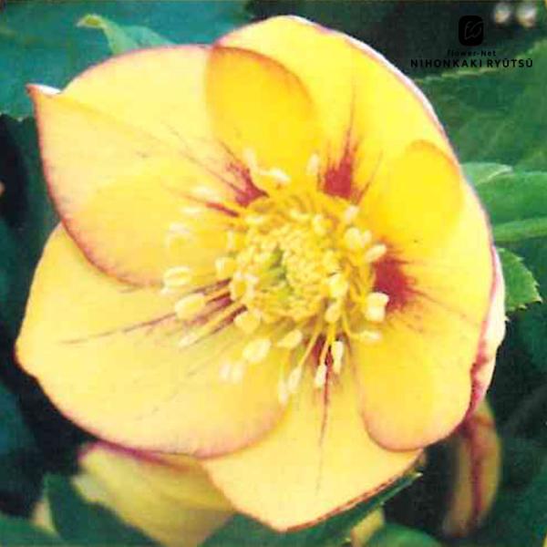 クリスマスローズ苗 シングル ゴールドネオンシェード 杉山交配 9cmポット 宿根草 ガーデニング ...