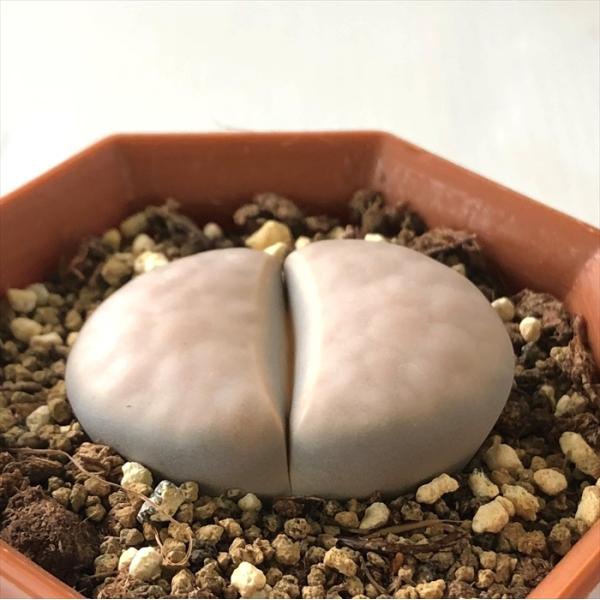 多肉植物 asリトープス 白勲玉 多肉植物 メセン 6cmポット