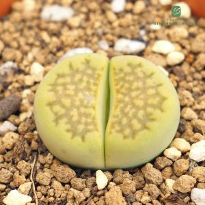 日本花キ流通 多肉植物 caアエオニウム サンデルシー 多肉植物