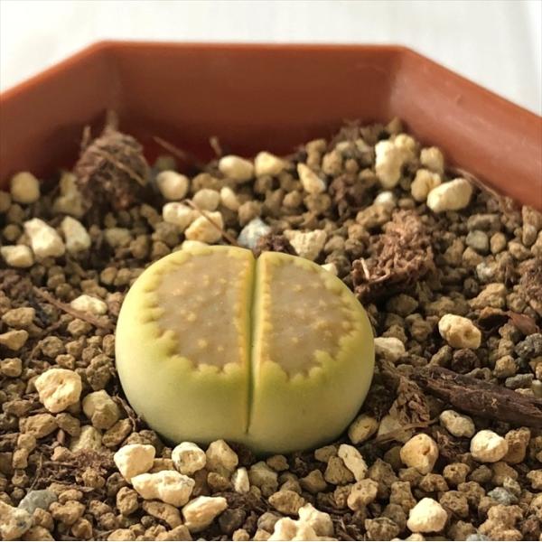 多肉植物 asリトープス 黄巴里玉 多肉植物 メセン 6cmポット