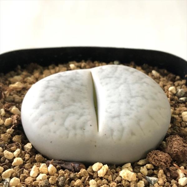 多肉植物 asリトープス ボルキー 多肉植物 メセン 7.5cmポット