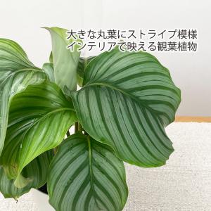 観葉植物 カラテア オルビフォリア 4号鉢 小...の詳細画像1