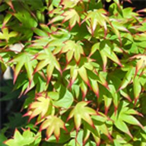 日本花キ流通 予約販売 もみじ 紅鴫立沢 12cmポット 接木苗 紅葉