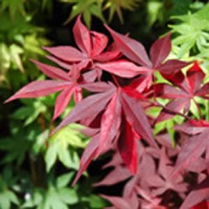 日本花キ流通 予約販売 もみじ 紅鴫立沢 12cmポット 接木苗 紅葉