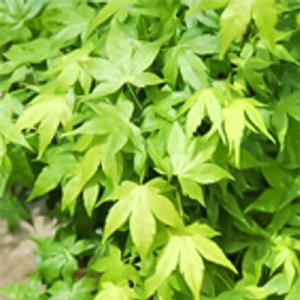 予約販売 もみじ 右近 12cmポット 接木苗 紅葉 モミジ 庭木 苗木 花木 take 4月中旬以...