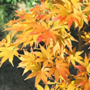 予約販売 もみじ 黄八丈 12cmポット 接木苗 紅葉 モミジ 庭木 苗木 花木 take 4月中旬...