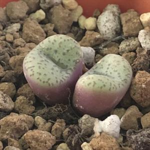 日本花キ流通 多肉植物 caコノフィツム Rラツム 桃尻娘 メセン 7.5cm