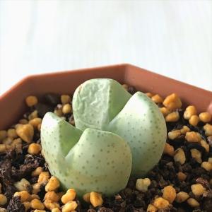 桜の種類 サボテン 多肉植物 の商品一覧 花 ガーデニング 通販 Yahoo ショッピング