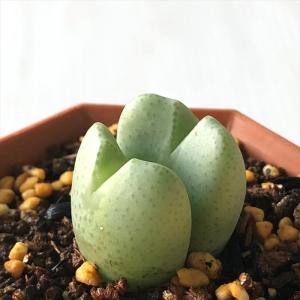 日本花キ流通 多肉植物 caコノフィツム Rラツム 桃尻娘 メセン 7.5cm