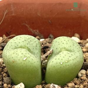 日本花キ流通 多肉植物 caユーフォルビア クラビゲラ 0224-003 多肉