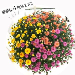 予約販売 ガーデンマム 6号鉢 送料無料 菊 ...の詳細画像1