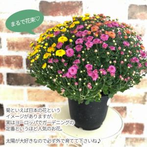 予約販売 ガーデンマム 6号鉢 送料無料 菊 ...の詳細画像2